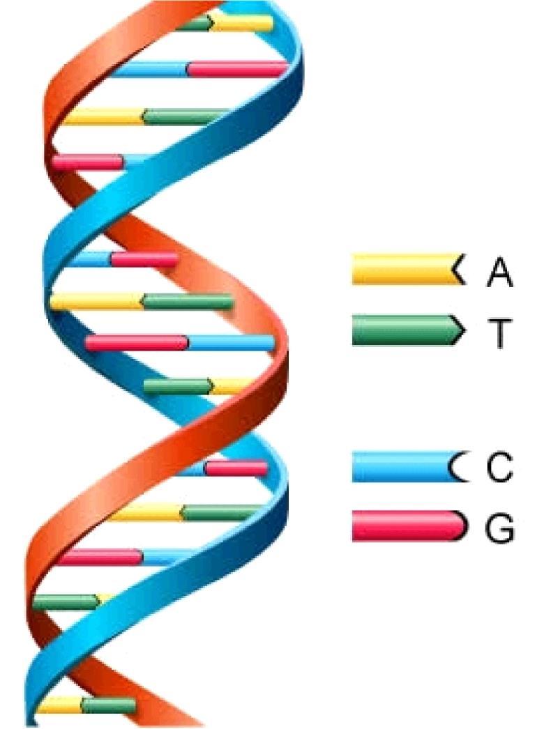 2.3. TEHNIKE GENETSKOG INŽENJERINGA Deoksiribonukleinska kiselina (DNK) je polimer nukleotida.