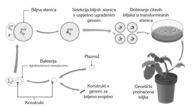 Slika 2 Prikaz dobivanja genetički preinačenih biljaka unošenjem gena u biljne stanice pomoću sustava plazmida bakterijom Agrobacterium tumefaciens (Želježić, 2004) Virusi se također upotrebljavaju
