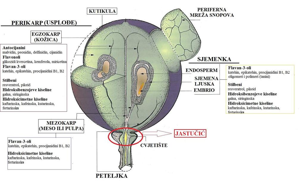 2. OPĆI DIO Septum je središnji dio gdje se spajaju dva oplodna listića tučka.
