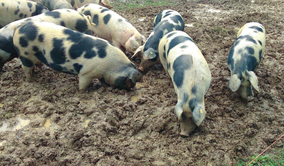 16 17 Banijska šara svinja - hrvatsko genetsko blago Vedran Klišanic, dipl. ing. agr. Hrvatska poljoprivredna agencija, vklisanic@hpa.