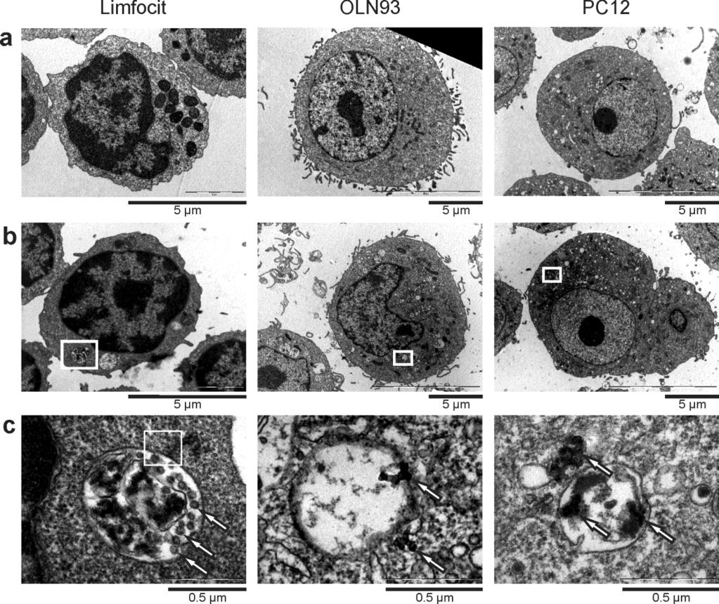 Slika 18. Ćelijska internalizacija GKT in vitro. Limfociti izolovani iz cervikalnih limfnih čvorova neimunizovanih životinja, OLN93 i PC12 ćelije su inkubirane 24 h sa GKT (100 μg/ml).