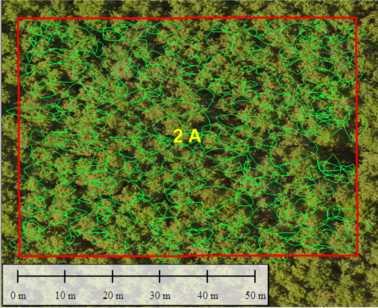 Nastavno su preko digitalnog ortofota preklopljene terenski izmjerene i delineirane horizontalne projekcije širina krošanja stabala u vektorskom formatu.