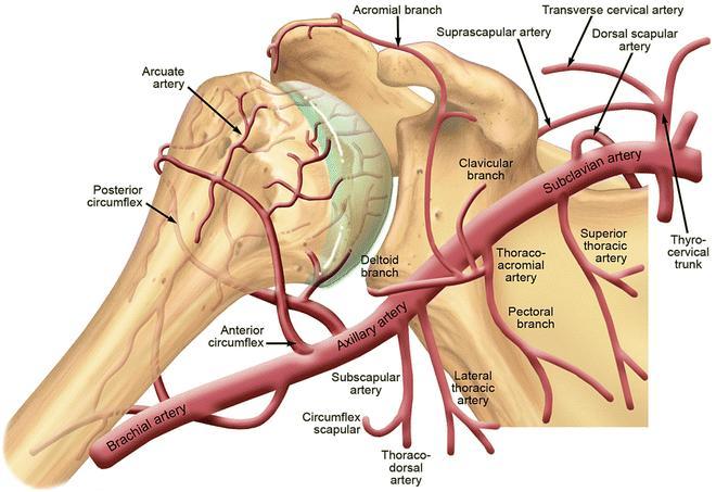 Slika 4. Krvna opskrba proksimalnog dijela nadlaktice i lateralnog dijela lopatice (Preuzeto iz: https://link.springer.com/chapter/10.
