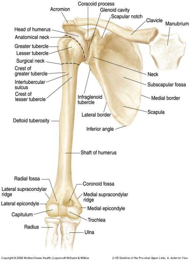 Slika 1. Kosti nadlaktice i lopatice sprijeda i straga (Preuzeto iz: https://web.duke.edu/anatomy/lab10/lab10_prelab.
