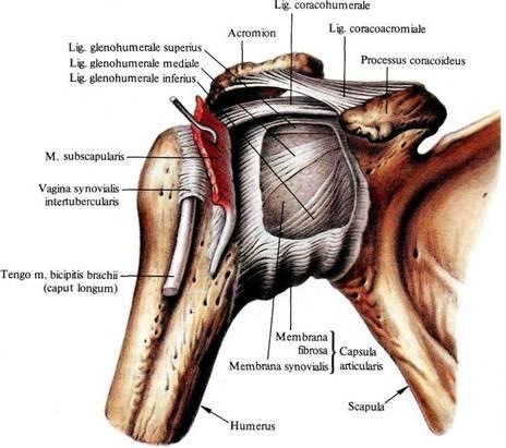 izdanak, vagina synovialis intertubercularis, koji obavija tetivu duge glave dvoglavog nadlaktičnog mišića i završava slijepo.