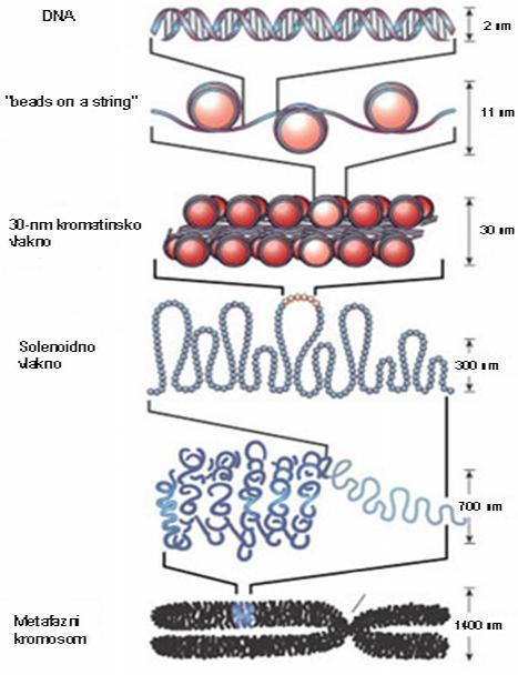 Kromatin je kompleks histonskih i nehistonskih proteina te molekule DNA koji se nalazi u jezgri eukariotskih stanica (Slika 2).