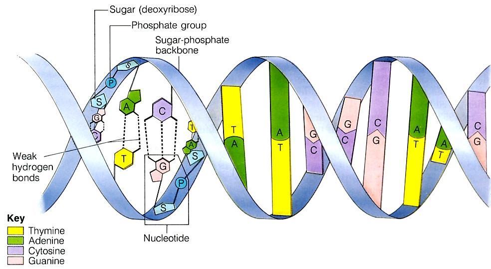 STRUKTURA DNA Organske baze DNK RNK Purinske baze - gvanin + + - adenin + + Pirimidinske baze - citozin + + -