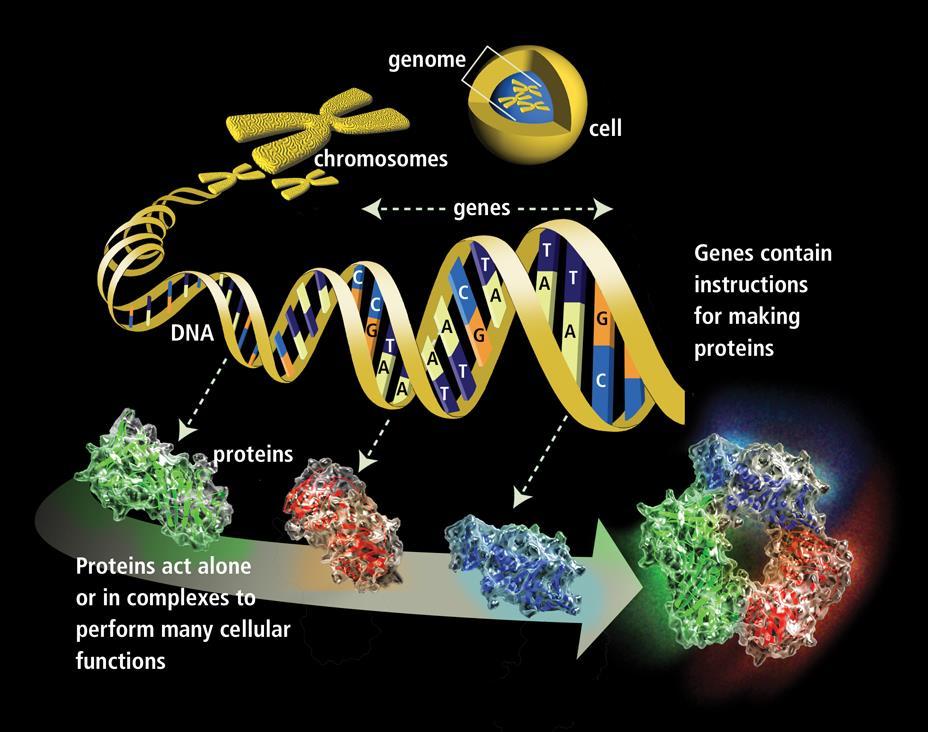 Osnovna postavka: DNA RNA Protein Gantner / Principi uzgoja