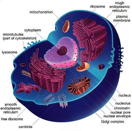 Građa stanice i naslijeđivanje Za razumijevanje načina nasljeđivanja u domaćih životinja potrebno je poznavati građu stanica