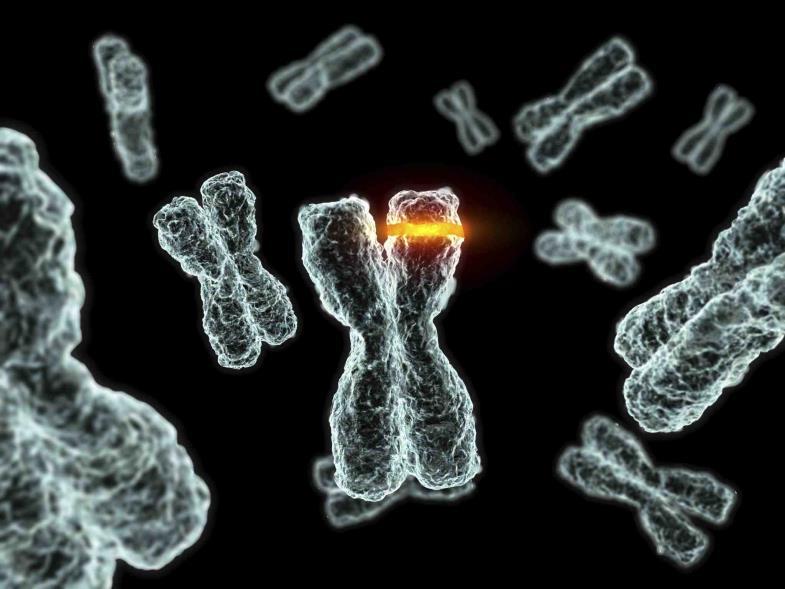 Mutacije - promjene u strukturi nasljednog materijala - nisu naslijeđene od roditelja - ovisno o nastanku: - kromosomske mutacije (aberacije) -