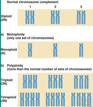 kromosomske mutacije: - promjene u broju kromosoma: - euploidija - promjena broja kromosoma koja zahvaća