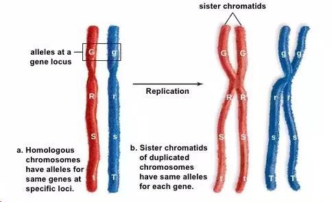 Građa stanice i naslijeđivanje Novorođena jedinka prima - jedan kromosom od majke i jedan od oca iz
