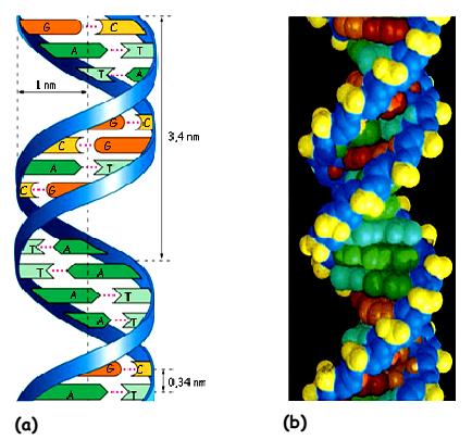 POGLAVLJE 2. DNA KRIPTOGRAFIJA 17 krajem, a drugi završavati s 3 ugljikovim atomom kao krajem (slika 2.3).