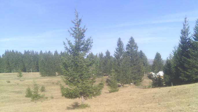 Lokacija Uskoci Pejzaţ livada i pašnjaka predstavljaju ekosisteme razliĉitog boniteta, stepena korišćenja i biljnih vrsta u kojima dominira travna vegetacija.