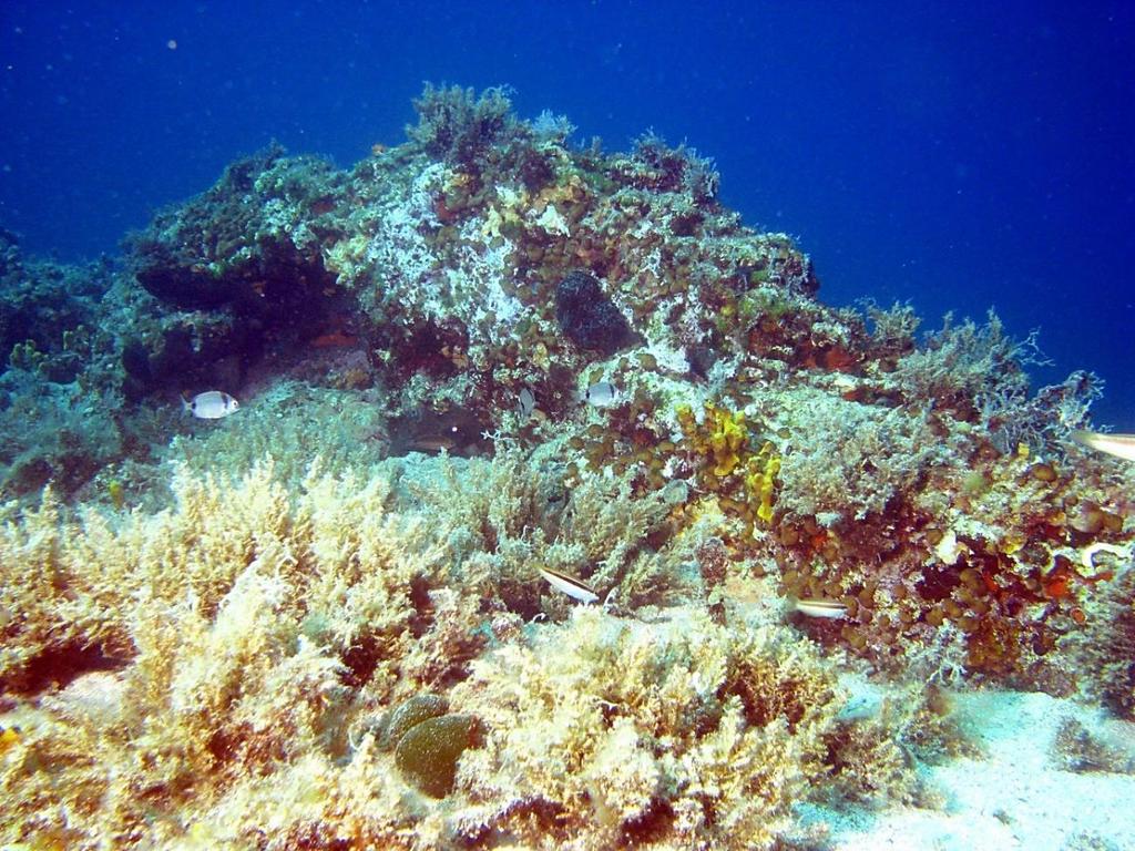 Zanimljiv primjer trofičke kaskade koja je istraživana u Mediteranu je alge-ježinci-ribe (predatori na ježince).
