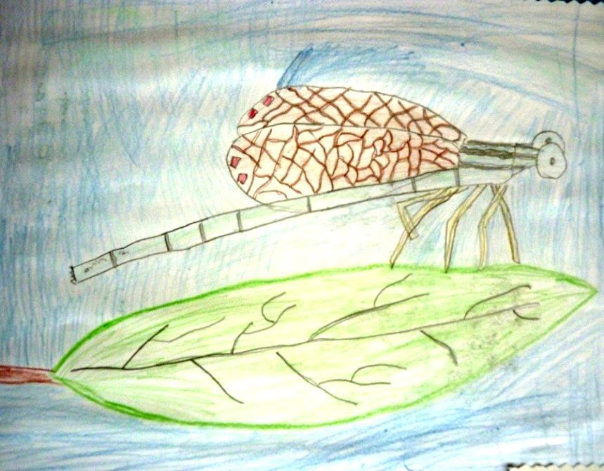 Projekt : Kukci Istraživali smo odgovore na pitanja: 1. Što znače točkice na bubamarinim krilima? 2. Zašto muhe zuje? 3.