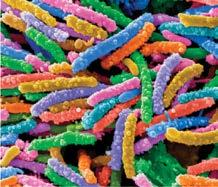 baktericidno sredstvo Lako očitavanje rezultata razvijanje plave boje ColiGel Ukupan broj