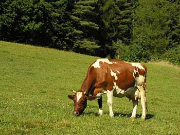 Са п о в е ћ а њ е м з а с т у п љ е н о с т и концентрата у СМ оброка краве постижу већу максималну млечност у