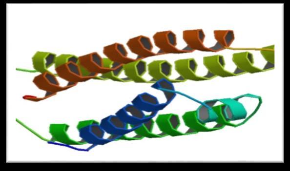Slika 1. Apolipoprotein E Gen APOE je lokaliziran na kromosomu 19q 13.