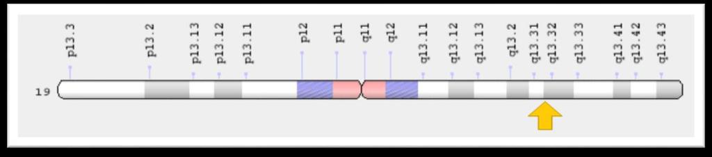 e4/ e2) (70). Slika 2. Kromosom 19q13.2 APOE e3 alel je najčešći oblik (70% -80%), nakon čega slijedi APOE e4 (10% - 15% ) i APOE e2 (5% - 10%) (71).