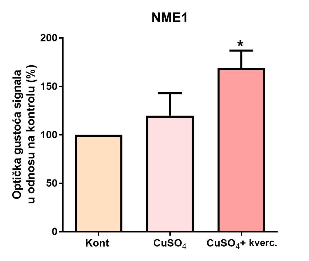 Slika 6 Ekspresija proteina NME1 nakon tretmana s 0,5 mm CuSO 4 te 0,5 mm CuSO 4 u kombinaciji sa 150 µm kvercetinom, izraţena kao promjena u odnosu na netretirani uzorak kontrolnih neurona P19.