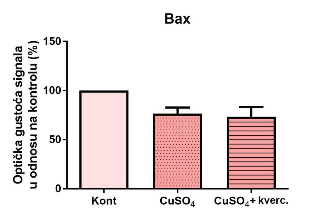 Slika 7 Ekspresija proteina Bax nakon tretmana s 0,5 mm CuSO 4 te 0,5 mm CuSO 4 u kombinaciji sa 150 µm kvercetinom, izraţena kao promjena u odnosu na netretirani uzorak kontrolnih neurona P19.