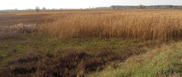 Негативни утицаји пољопривреде У Војводини је пољопривреда заснована на обрадивом земљишту, које захвата 76% њене површине, и чија је природна плодност побољшана мрежом канала за наводњавање, тако да