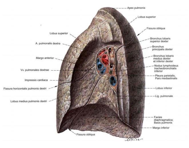 Slika 2. Anatomski prikaz desnog plućnog krila Izvor: http://edna.hr/images/sobotta-atlas_anatomije_covjeka_2.