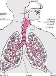 Slika 2.1.1 anatomija dišnog sustava, Izvor: http://www.msd-prirucnici.placebo.hr/msd-za-pacijente/bolesti-pluca-i-disnih-putova/biologijapluca-i-disnih-putova 2.2. Fiziologija dišnog sustava Proces disanja (lat.