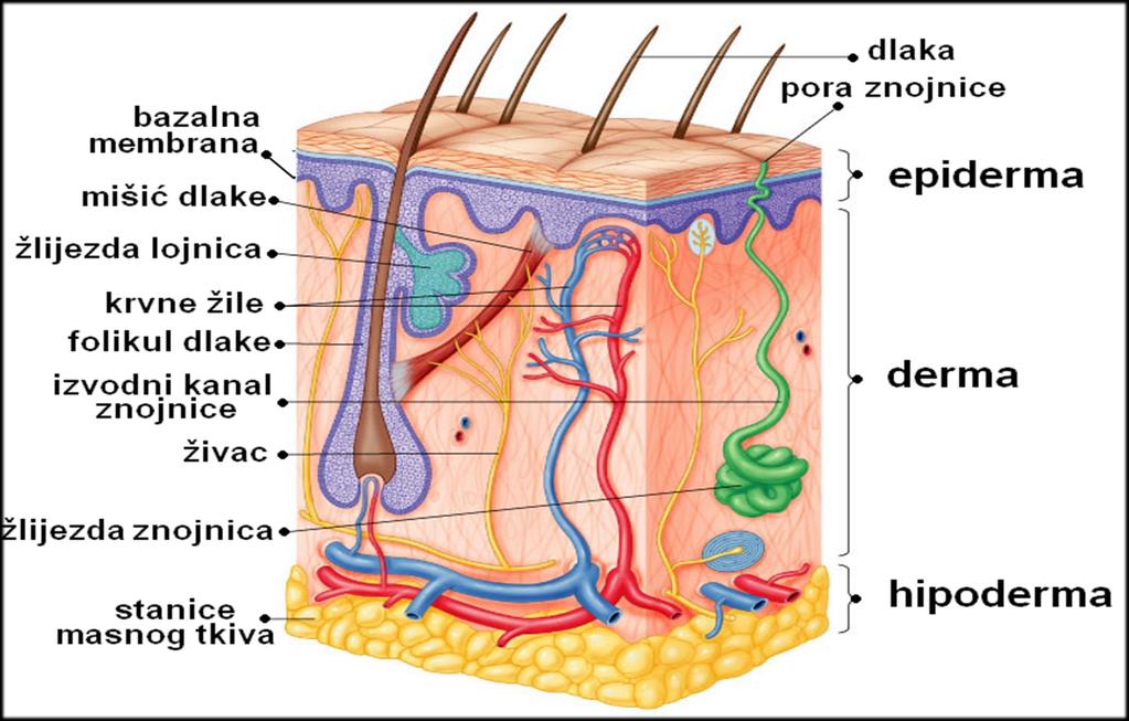 Funkciona Lni Sistem Potpore I Zastite Pdf Free Download