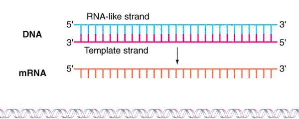 Transkripcija v Zašto se informacija sa DNK kopira na irnk?