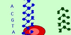 Transkripcija Enzim koji vrši transkripciju je DNK zavisna RNK polimeraza (RNK polimeraza). RNK polimeraza katališe stvaranje fosfodiestarske veze koja povezuje nukleotide u linearni lanac.