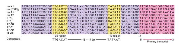 Transkripcija u prokariota v Inicijacija Promotor je sekvenca DNK koja predstavlja specifično mesto početka transkripcije, u blizini 5 kraja matričnog lanca gena. Sadrži oko 40 parova baza.