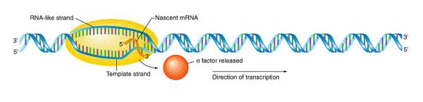 Transkripcija u prokariota v Elongacija RNK polimeraza otvara transkripcioni mehurić Započinje transkripcija matričnog lanca (bez početnice) irnk se sintetiše u 5'fi 3 smeru Oslobađa se sigma