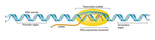 Transkripcija u prokariota v Elongacija Samo kratki delovi irnk su preko baza spojeni sa DNK Iza RNK polimeraze se ponovo