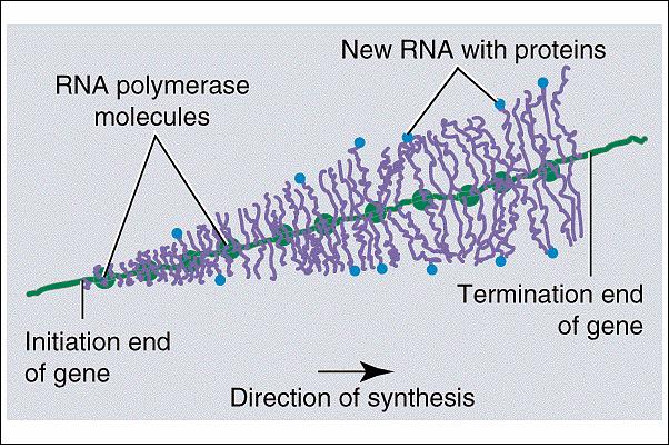 Molekuli RNK polimeraze Novosintetisana RNK sa