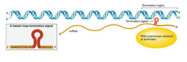 Transkripcija u prokariota v Terminacija- ρ faktor nezavisna terminacija Terminaciona sekvenca u matričnom lancu DNK signalizira završetak sinteze molekula RNK.