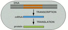 Obrada RNK - prokariote U prokariota većina molekula irnk prepisanih sa