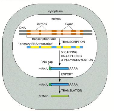 Obrada RNK U eukariota primarni transkript tek nakon obrade postaje zrela irnk.
