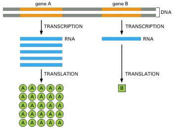 Geni mogu da se eksprimiraju sa različitom efikasnošću Gen A se više prepisuje od gena B.