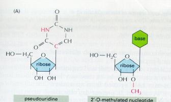 Sinteza i obrada rrnk Prekursor rrnk je dug oko 13.000 nukleotida.