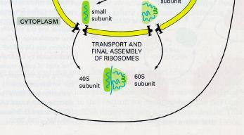 ribozoma u nukleolusu se stvaraju i druge RNK i