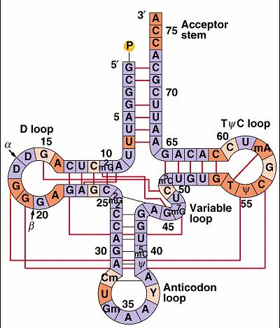 trnk - sekundarna struktura Mesto vezivanja amino kiseline DHU petlja Sadrži dihidrouracil Mesto vezivanja amino