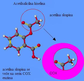 Slika 9. Molekularna osnova inhibicije CX enzima acetilsalicilnom kiselinom 2.1.5.
