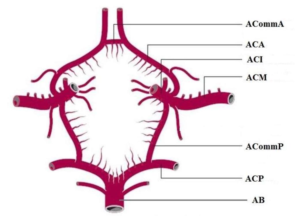 Slika 13. Willisov arterijski krug: ACommA a. communicans anterior, ACA a. cerebri anterior, ACI a. carotis interna, ACM a. cerebri media, ACommP a. communicans posterior, ACP a.