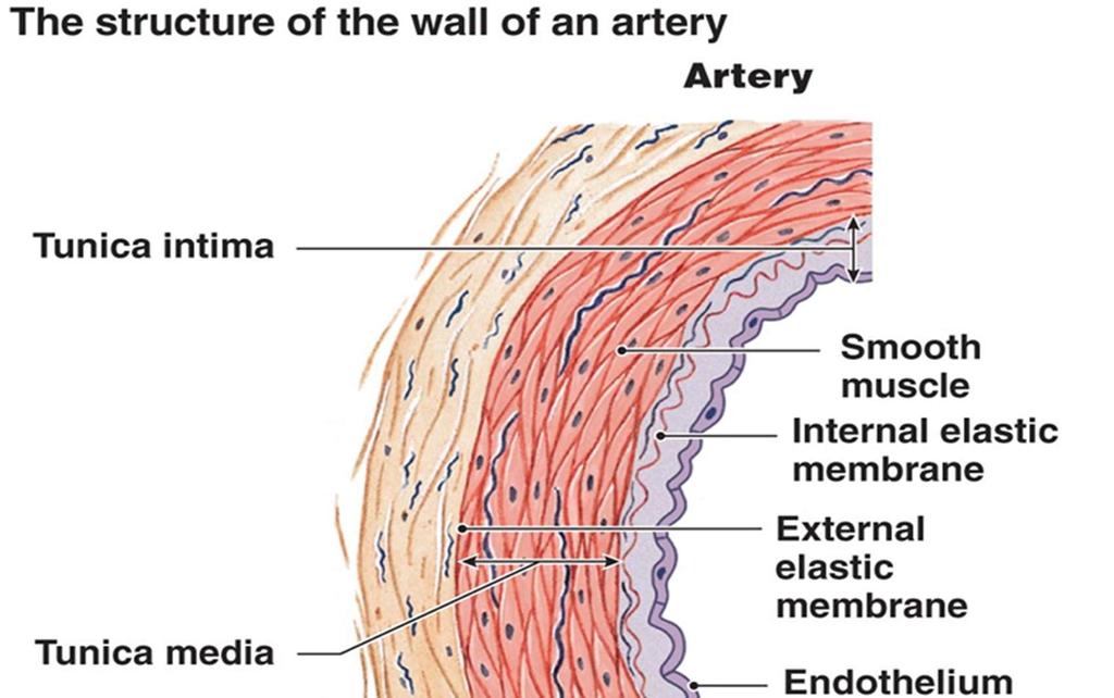 Stijenka arterije tunica intima glatke mišićne stanice membrana elastica interna membrana elastica externa tunica media endotel elastična vlakna tunica externaadventitia Slika 14.