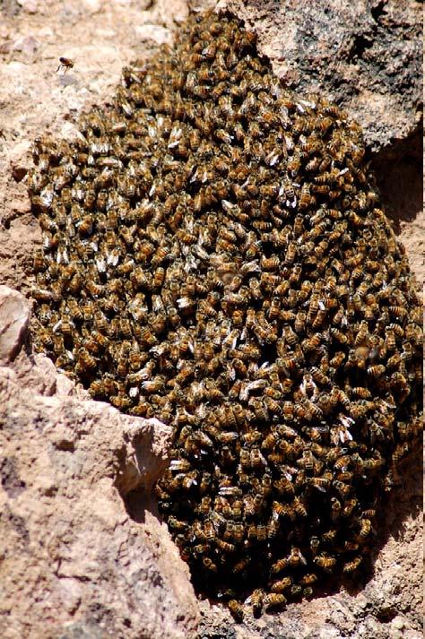 pčela 7