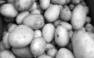 Povrće Beli luk 300-500 din/kg Beli luk mladi 25-50 din/veza Blitva 50-100 din/veza Brokoli 300 din/kg Celer 20-100 din/kom.