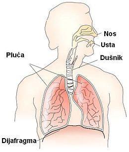 2. Anatomija i fiziologija dišnog sustava Dišni sustav se sastoji od gornjih i donjih dišnih putova. Gornji dišni putovi nos i ždrijelo provode zrak iz vanjske okoline do donjih dišnih putova.