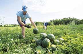 Geza Vuković zadovoljan rodom i cenom U Srbiji lubenice se proizvode na 19 hiljada hektara i godišnje se ubere 250 tona, polovina u Vojvodini.